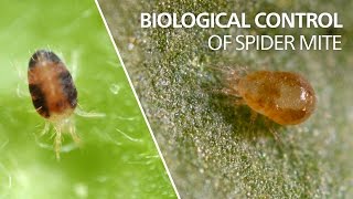 Biological control of spider mite  Neoseiulus californicus [upl. by Shorter]