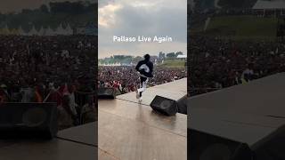 Pallaso end of 2023 Performance [upl. by Fotinas]