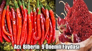 Acı Biberin Faydaları Ve Zararları [upl. by Anirbys352]