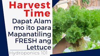 DAPAT ALAM MO ITO bago Magharvest ng Hydroponics Lettuce  ESTROSA LETTUCE  AbundanTgaRden2050 [upl. by Marsha]