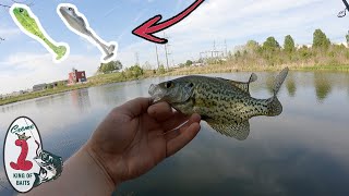 Multi Species Fishing with a Tiny Frog Lure Frisky Frog [upl. by Yrrat]