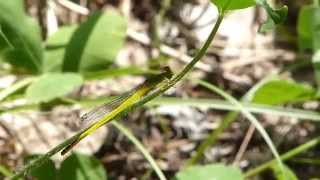 Yellow Damselfly キイトトンボ♂ [upl. by Kauffman587]