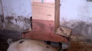 Homemmade Pig Feeder [upl. by Hallvard910]