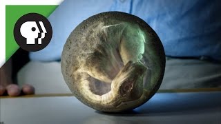 Look Inside a Dinosaur Egg [upl. by Ahsenad106]