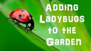 Adding Ladybugs to the Garden [upl. by Bozovich522]