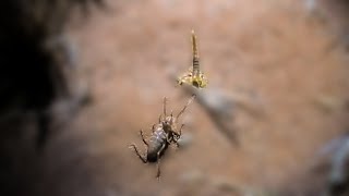 Poison Scorpion Tarantula Centipede [upl. by Namdor]