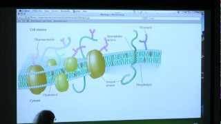 13 BB 350 Membranes II  Kevin Aherns Biochemistry Online [upl. by Jandel]