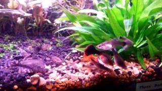 Guppy feeding frenzy in 20L Planted Tank [upl. by Oeram]