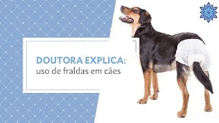 Doutora Explica Uso de fraldas em cães [upl. by Kapoor]