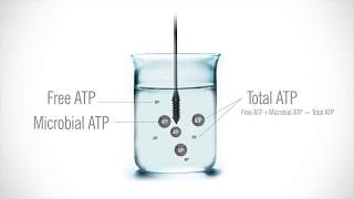 Hygiena AquaSnap Free water ATP Test [upl. by Kidd702]