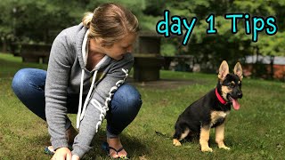 German Shepherd Puppy Day 1 Training Tips  START TRAINING NOW [upl. by Etnasa]