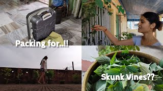 Home grown Skunk vines and some Gardening tips🧐  Packing for😲 [upl. by Hummel]