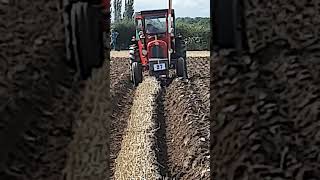 Massey Ferguson 35 Tractor at Cruckton Ploughing Competition  Saturday 14th September 2024 [upl. by Ivett]