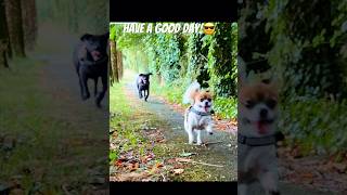 Dogs timedog doglover dogtime shorts funny subscribe [upl. by Shelman200]