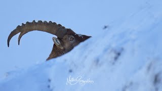 Steinbock Aufstieg im Winter  Ibex winter climbing 🇨🇭 Capraibex Ibex Alpine Ibex [upl. by Ocinom114]