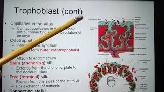 Development of villi amp Trophoblast [upl. by Vaas]