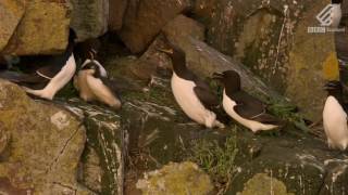 A guillemot chicks heartstopping leap from 400 feet  Highlands  Scotlands Wild Heart [upl. by Sheley]