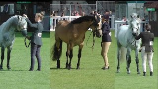 RDS Dublin Horse Show 2016 Connemara Stallion Parade [upl. by Crin]