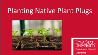 Planting Native Plant Plugs [upl. by Bina]