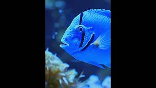 AIs Underwater🌊 Wonder😮The Magic🌠 Fish🐟 naturejourney animation ai shortanime 4K naturelove [upl. by Oriel]