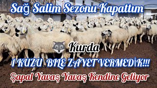 KURTÇUL KÖPEKLER SAYESİNDE SIFIR ZAYET 🤗🧿 SEZONU KAPATTIM [upl. by Karlan]