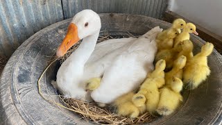 Amazing Pekin Duckling Hatching From Eggs  Nee Baby Duck Born [upl. by Nyleve]