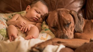 From Wild to Mild  Rhodesian Ridgebacks Adjust to New Baby [upl. by Huskamp449]