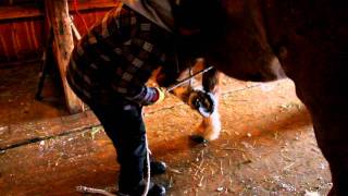 How to tie a horse hoof for your ferrier [upl. by Aliemaj744]