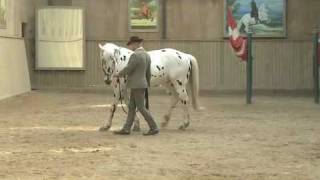 Video Bent Branderup Akademische Reitkunst  wwwBodenarbeitOnlinede [upl. by Christiane]