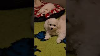 Little bichons😍 kennelbrightstardog bichonkp puppybichon smallbichons бишонфризе щенокбишон [upl. by Saree582]