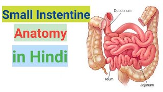 small intestine anatomy amp physiology in hindi  functions  parts  layers in hindi [upl. by Gavini234]