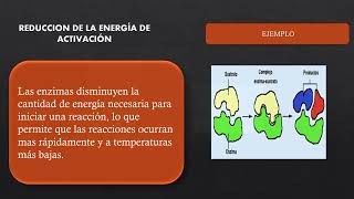 MECANISMO DE ACCIONES DE LAS ENZIMAS Y INMUNIDAD CELULAR ADQUIRIDA [upl. by Weirick]