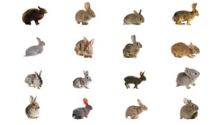 Types of Rabbits  Rabbit Types In English Language  Types of Rabbits [upl. by Latricia]