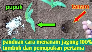 RAHASIA MENANAM JAGUNG DAN PEMUPUKAN PERTAMA AGAR TUMBUH SEMUA  part 1 [upl. by Notsua]