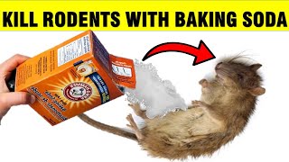 Top 5 Best Rat Poisons Review in 2024 [upl. by Armallas65]