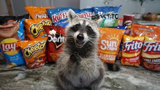 Raccoon Tries Most Popular Chips to see Which Chip is the Best [upl. by Doug]