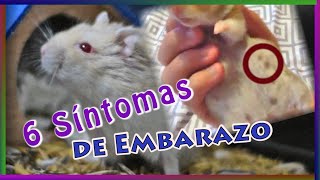 Cómo saber si mi Hamster está embarazada [upl. by Ful]