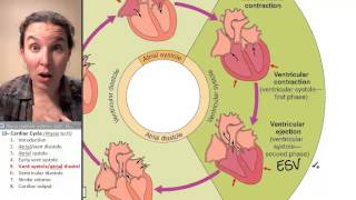 Cardiac cycle 5 Atrial diastole ventricular systole [upl. by Amy]