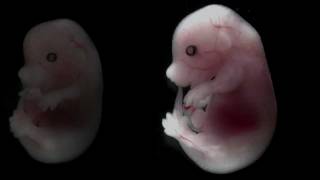 Mouse embryo developing over time [upl. by Chicoine561]