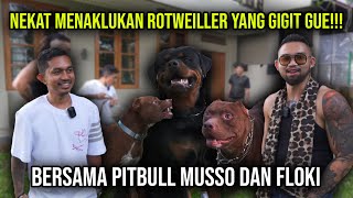 NEKAT MENAKLUKAN ROTWEILLER YANG GIGIT GUE BERSAMA PITBULL MUSSO DAN FLOKI eindoexotic [upl. by Odrick644]