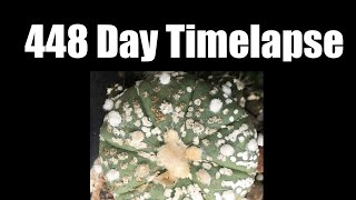 Astrophytum asterias Super Kabuto Grafted 448 day timelapse [upl. by Anatol]