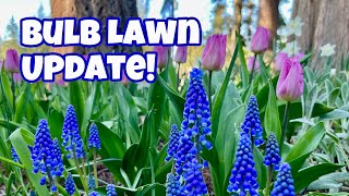 Flower Bulb Lawn Update [upl. by Ritter]