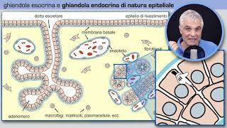 Tessuto ghiandolare endocrino [upl. by Attenaej]