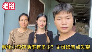 孵化小雞存活率有多少？結果讓人感到意外，老撾丈母娘有點失望 [upl. by Lien588]