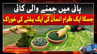 One Gram Of Algae Of Water Which Is Week Worth Of Human Food  Complete Details  Abbtakk News [upl. by Danyette]