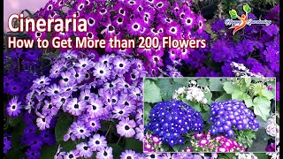 How to Grow Cineraria from seeds  Care of Cineraria Plants  Cineraria Open pollinated Seeds [upl. by Luckett]