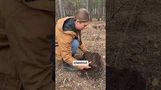 Chestnut Tree Planting 🌱 [upl. by Cayla]