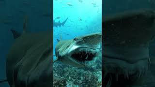 Grey Nurse Shark Smiles for the Camera  ViralHog [upl. by Naes827]