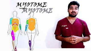 Myotomes Myotomes made easy to understand  How to remember Myotomes easily clinicaltalks [upl. by Hwang366]