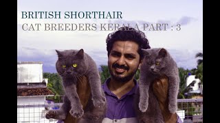 BRITISH SHORTHAIR MALAYALAM  കേരളത്തിലെ ആദ്യത്തെ Detailed Vedio😍 Cat Breeders part 3 [upl. by Enywad]